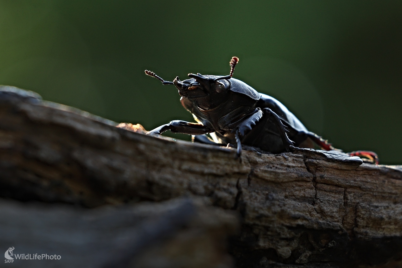 Roháčica (Maroš Detko)