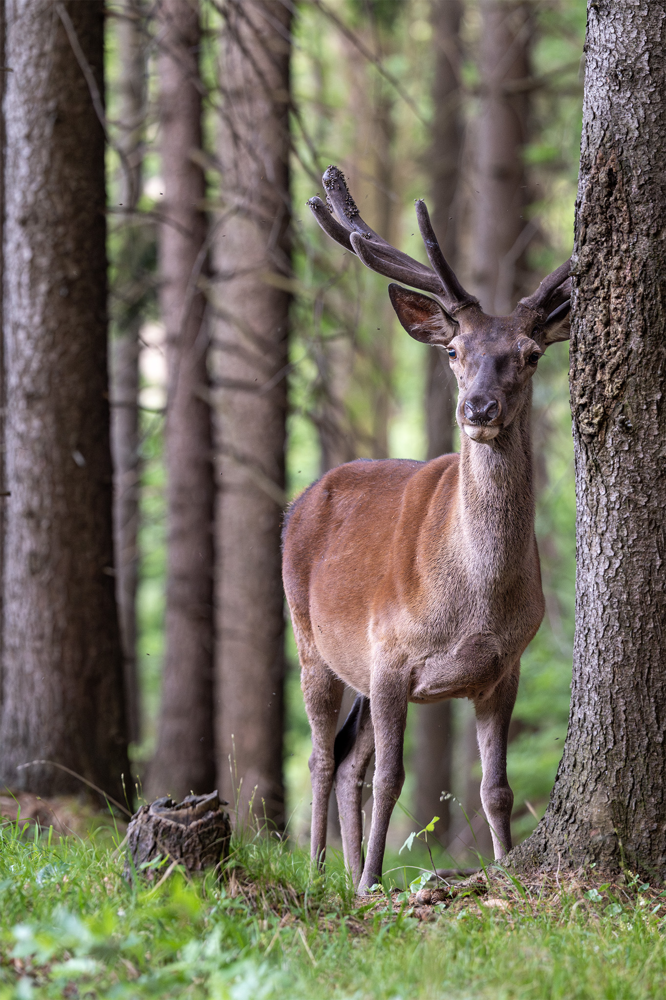 V horách  (Tomáš Smutný)