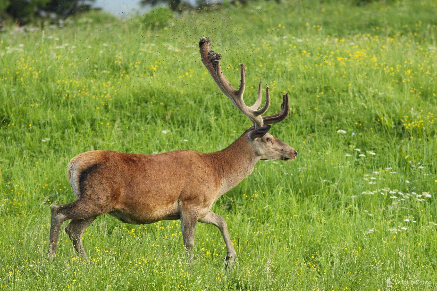 S nákladom múch (Vladimír Michalec)