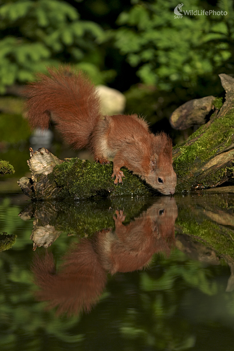 Smäd (Dominik Kalata)