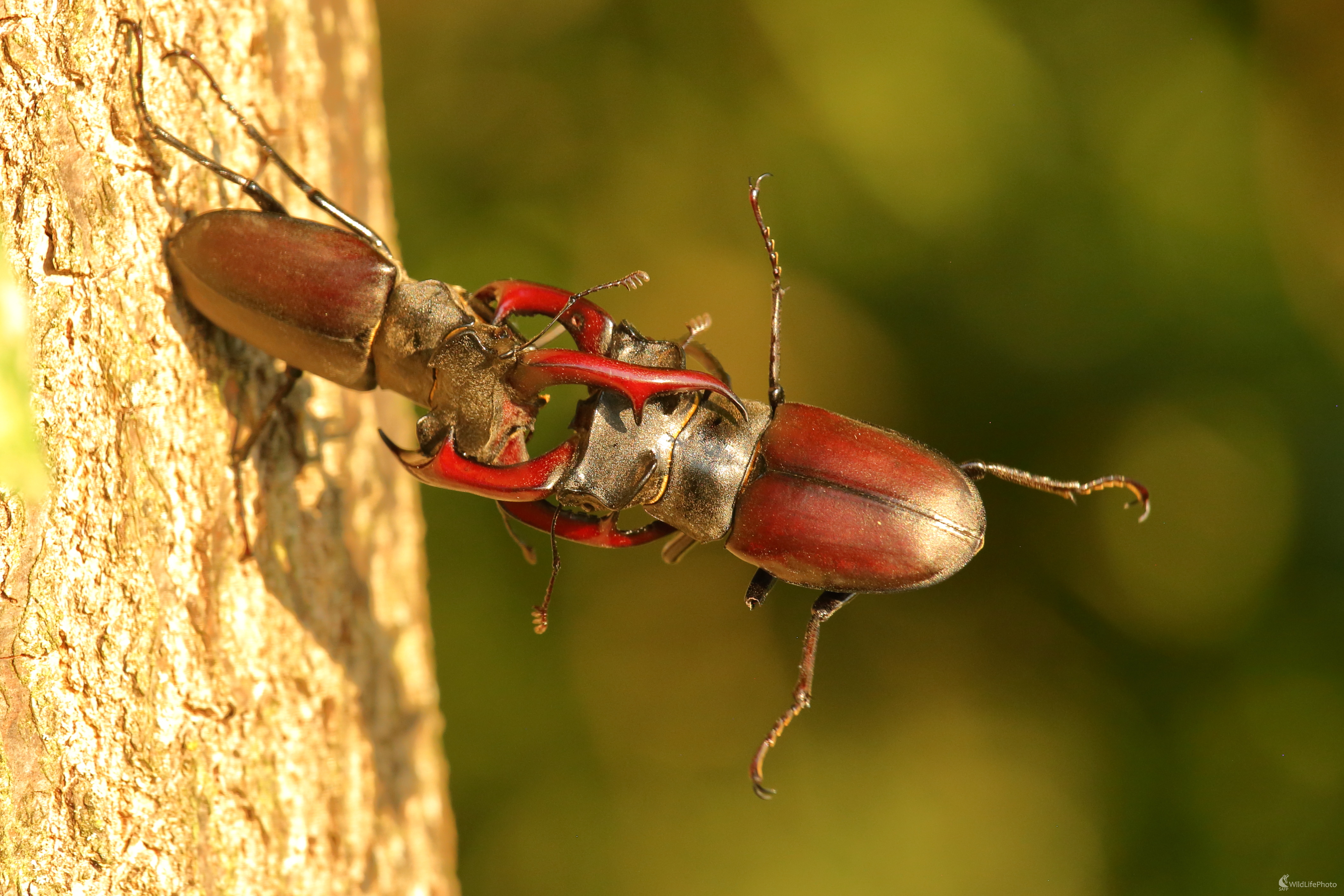 Vertical Limit (Jaroslav Šubjak)