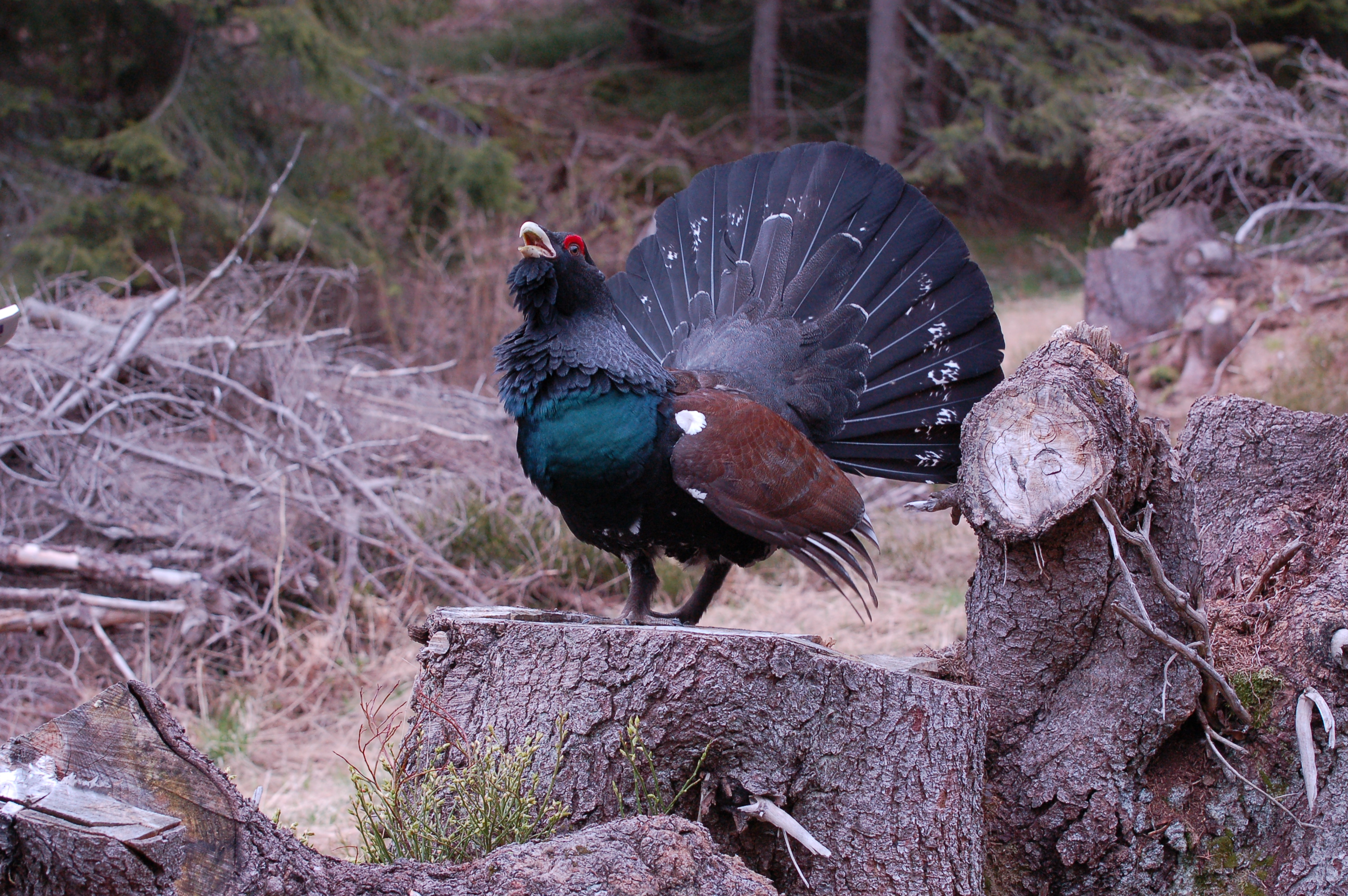 Na tokanisku (Jozef Žuffa)