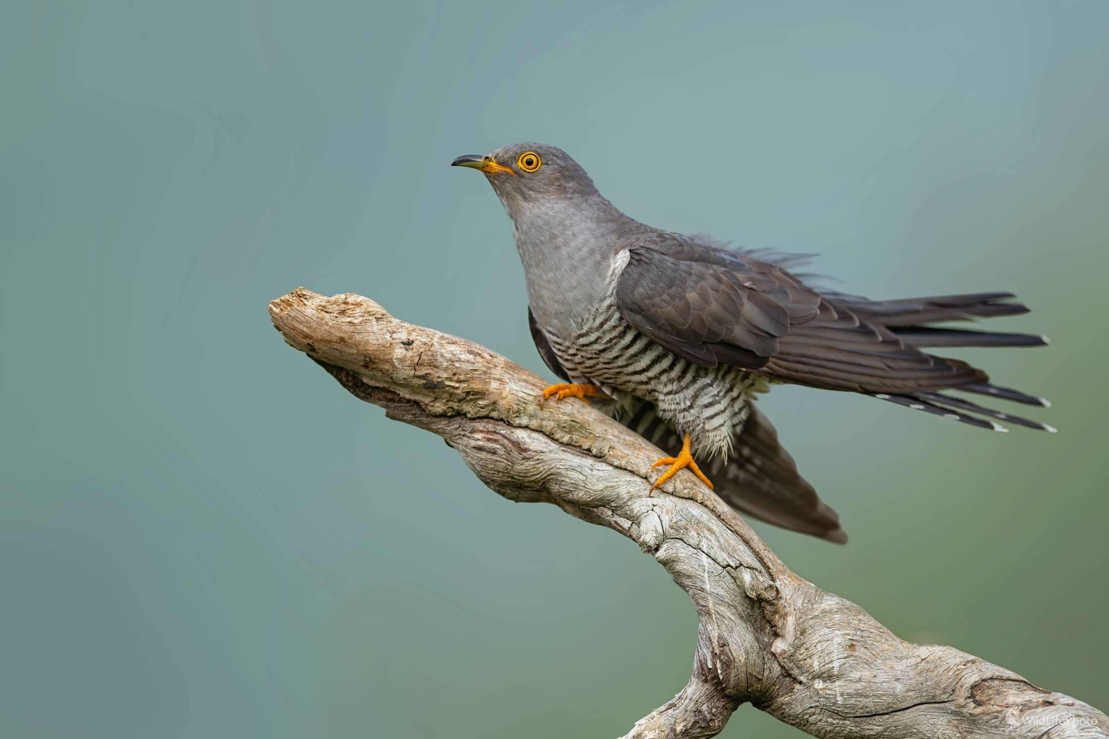 "Strapaňa" (František Hromada)