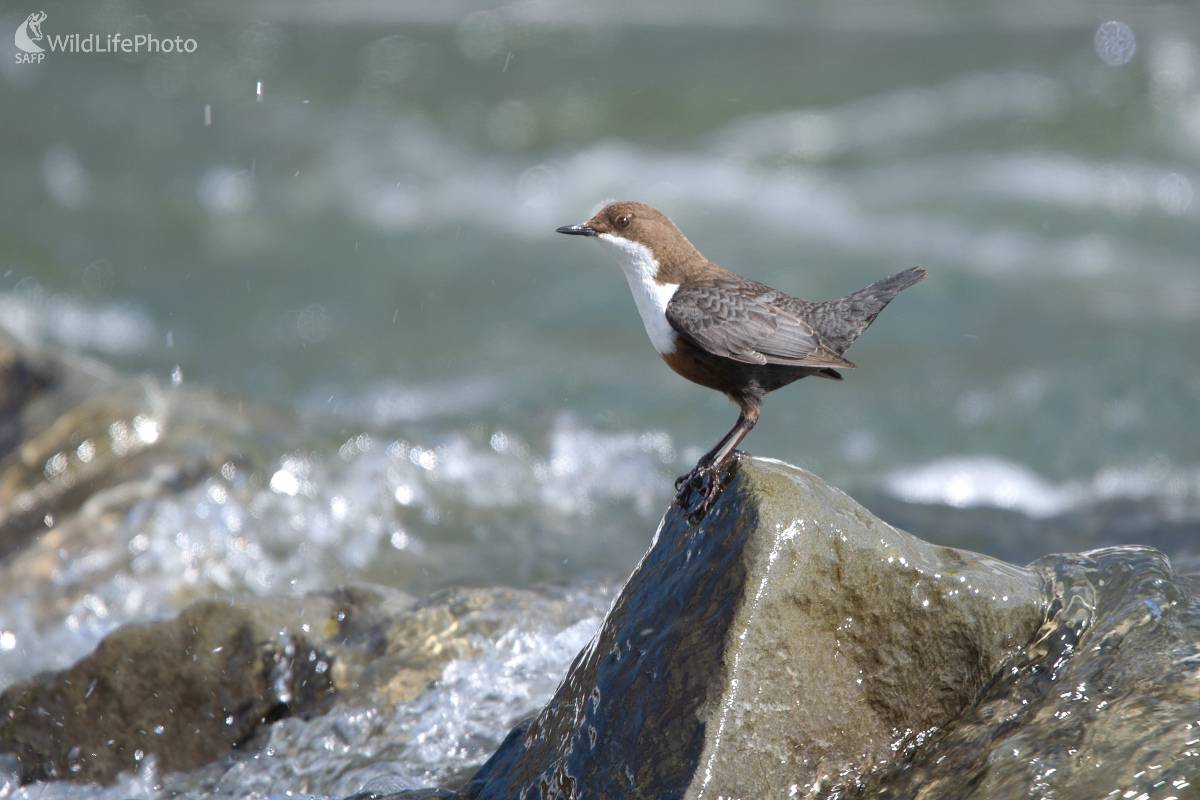 Na výhľade (Milan Čierny)