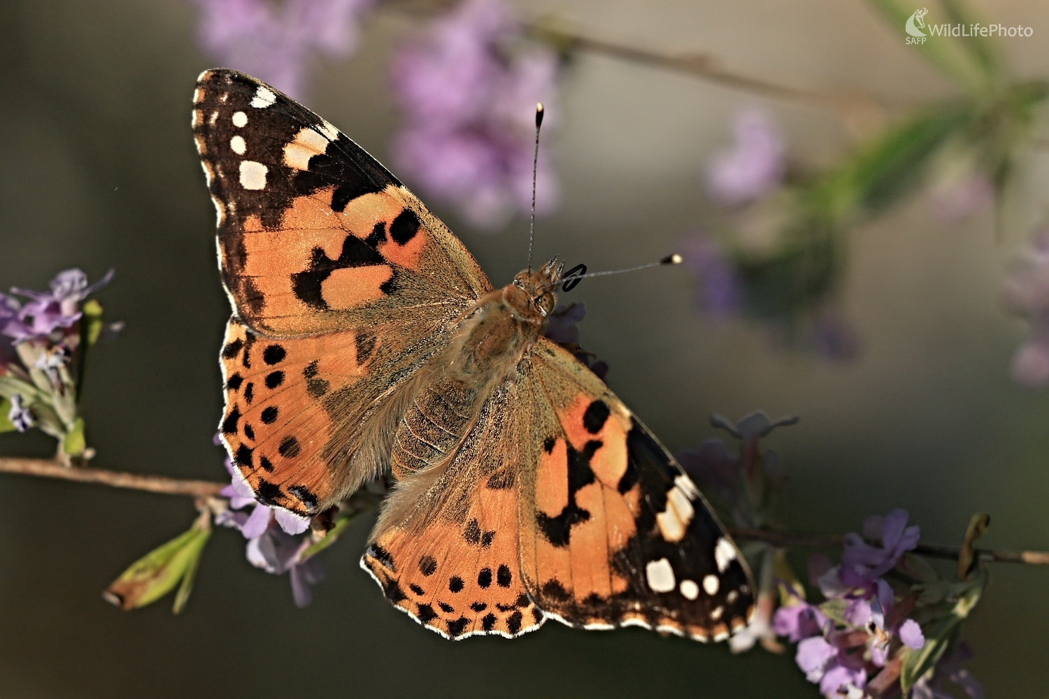 Babôčka bodliaková (Maroš Detko)