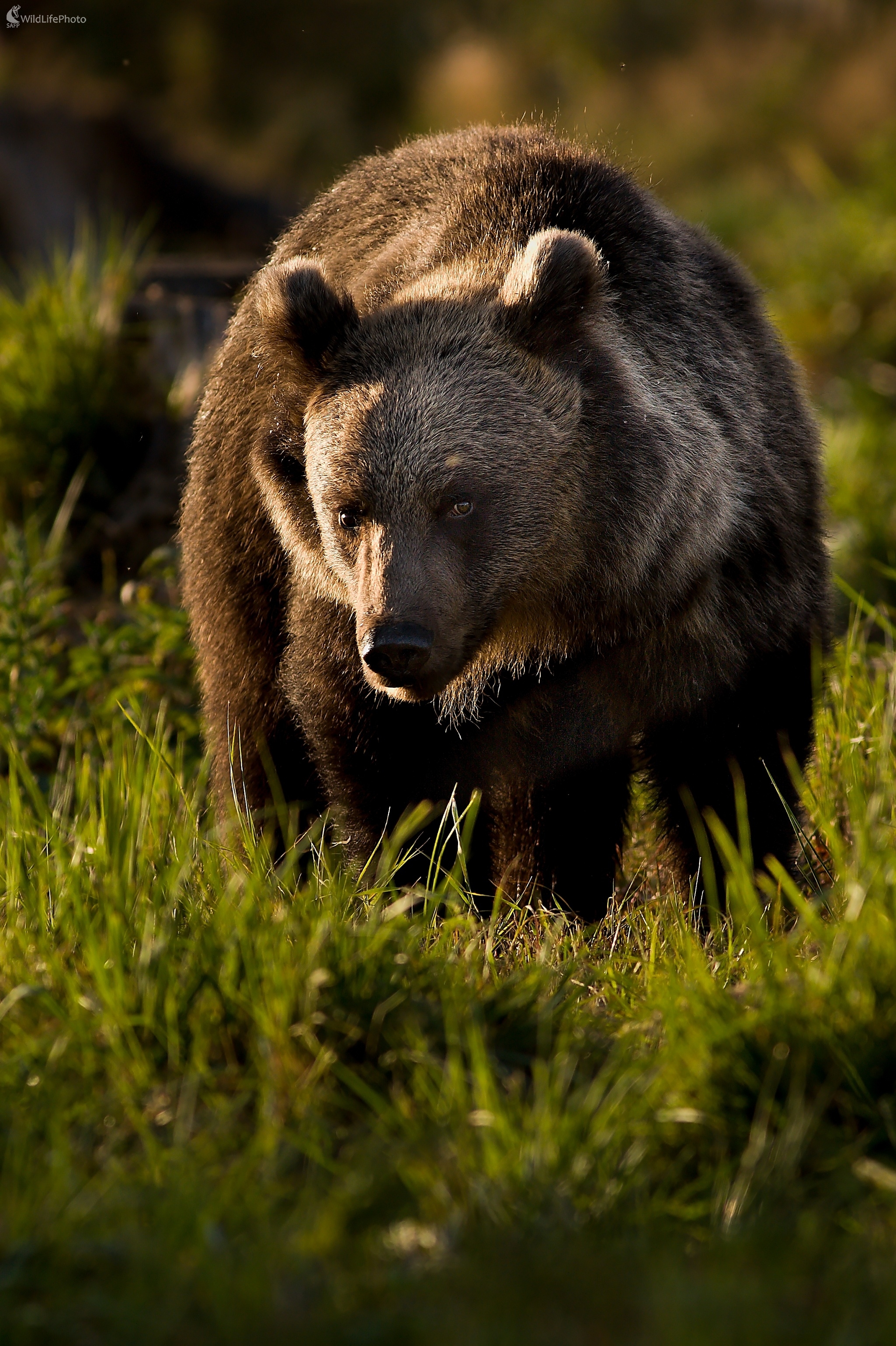 Očný kontakt (Ladislav Dzivjak)