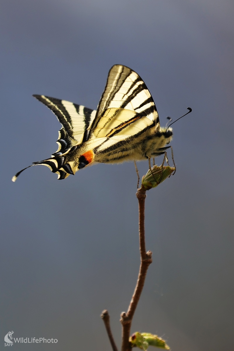 Rozkvitnutá lieska (Vladimír Michalec)