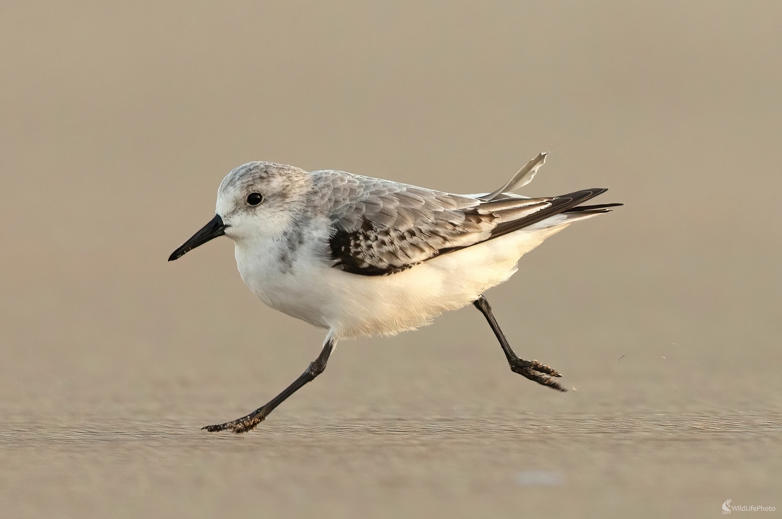 Pobrežnik belavý (Miroslav Vrabel)