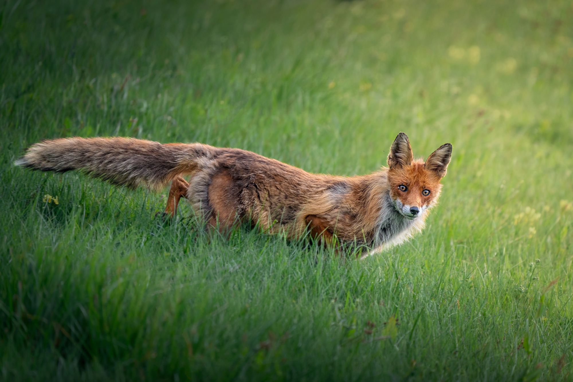 Líška (Miroslav Ondruš)