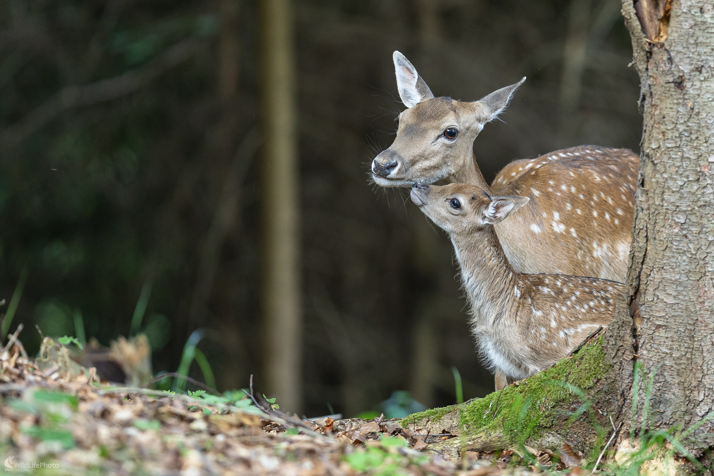 Mama je vždy blízko. (Stanislav Brisuda)