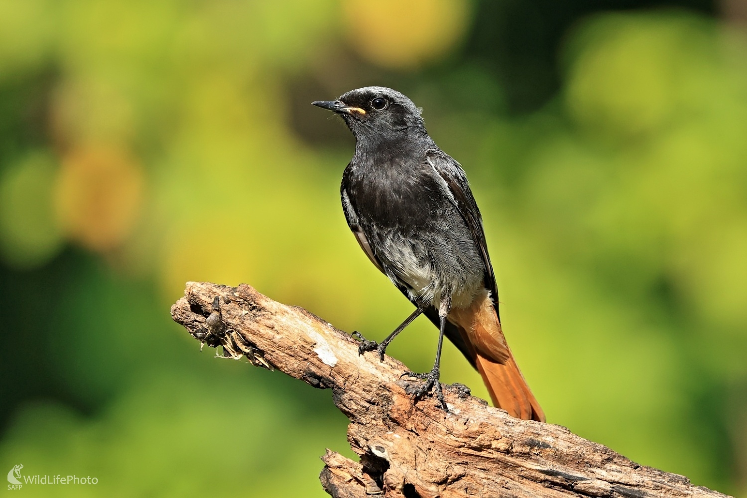 Žltochvost (Maroš Detko)