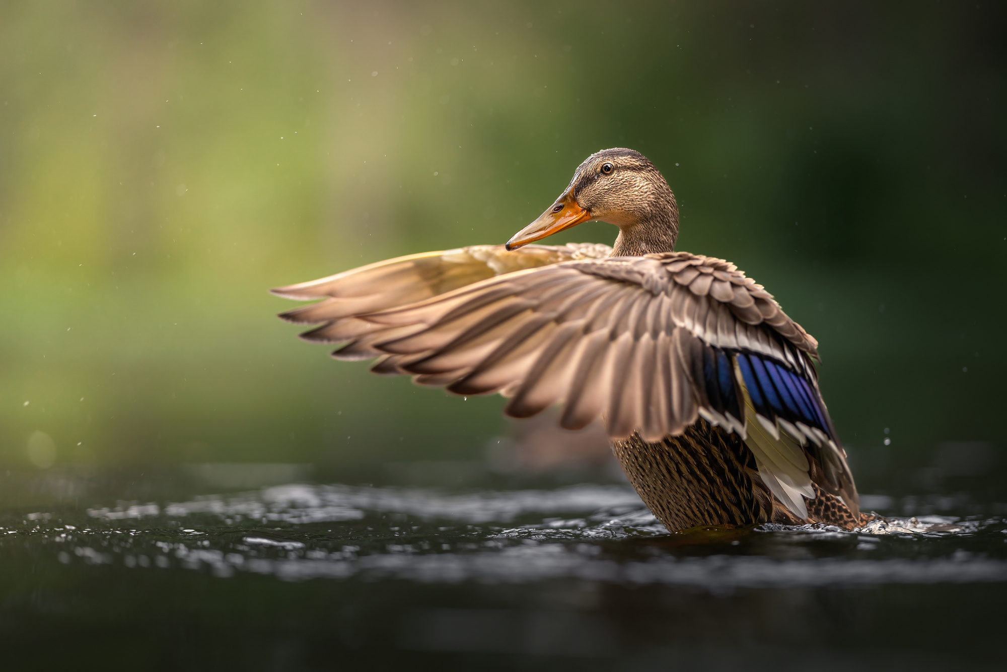 Kačka (Miroslav Ondruš)