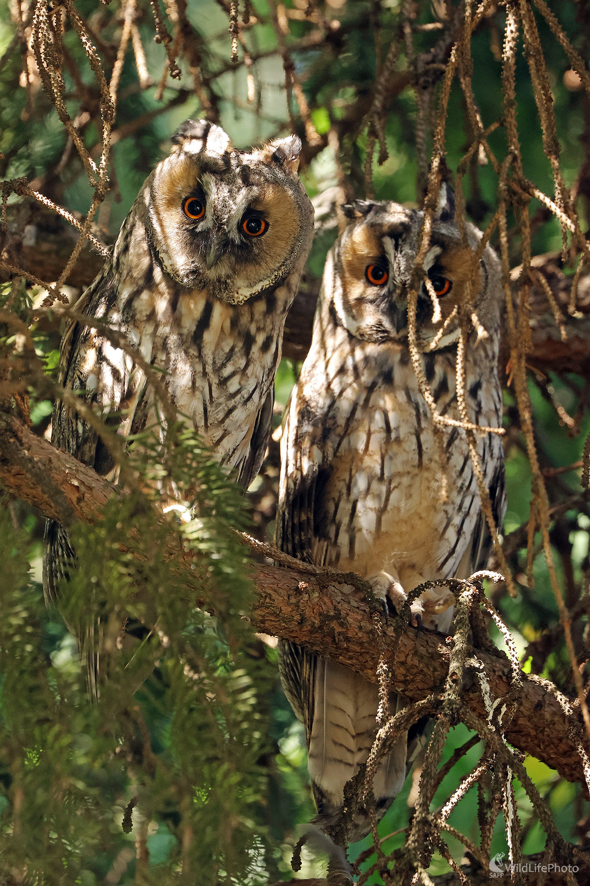 Myšiarky (Peter Jurík)