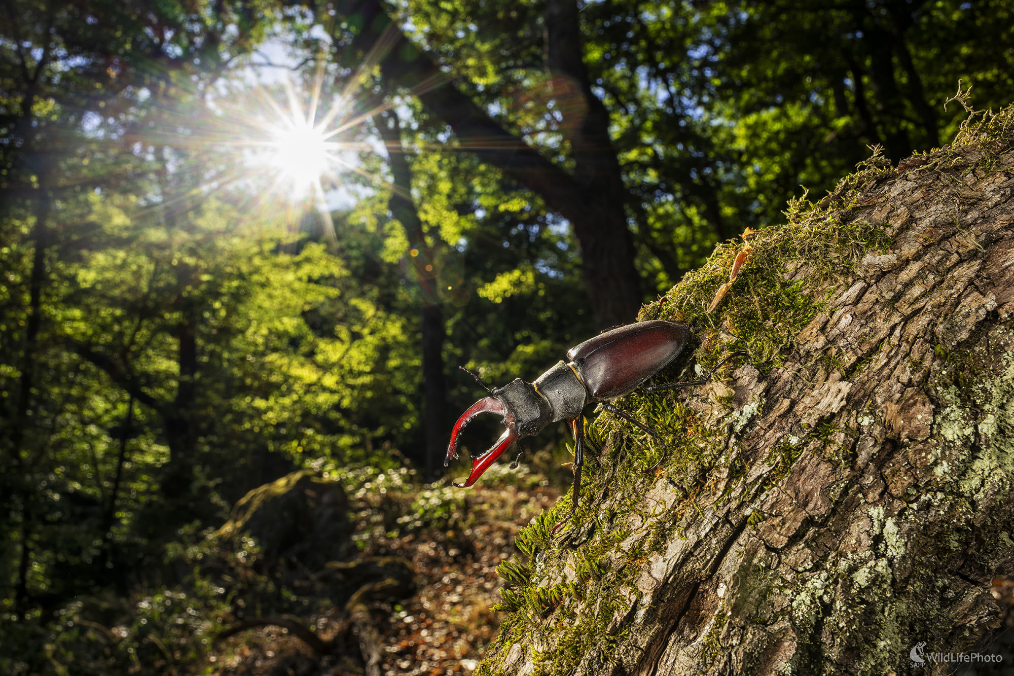 Pán lesa  (Michal Lučanský)