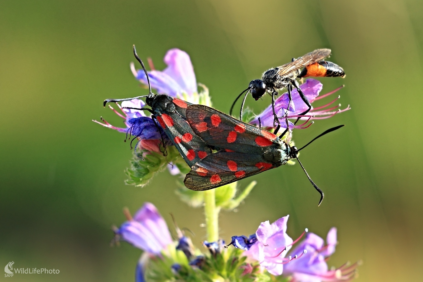 Narušiteľ súkromia (Maroš Detko)