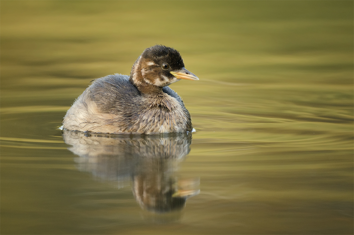 Mladá potápka (Peter Fodor)