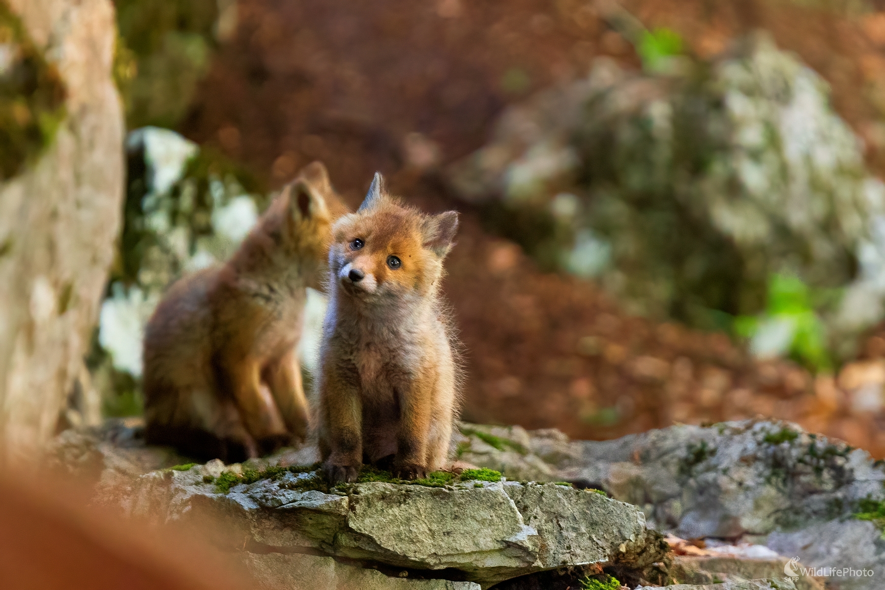 Plyšová alebo skutočná? (Erik Vondra)