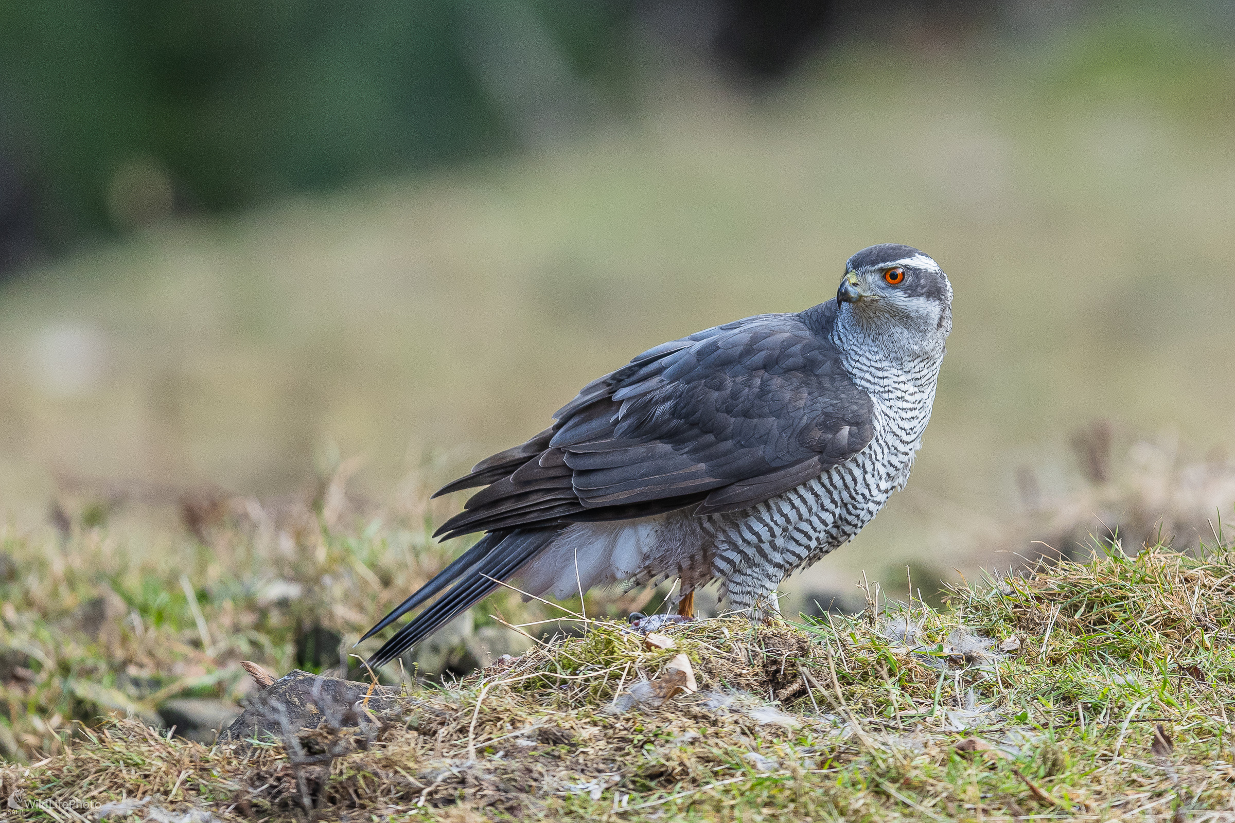 Excelentný dravec. (Stanislav Brisuda)