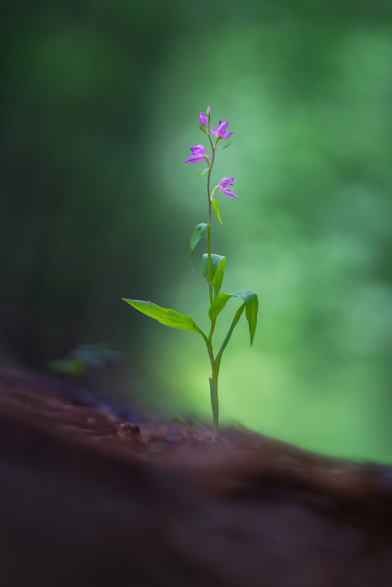 Prilbovka červená (Miroslav Ondruš)