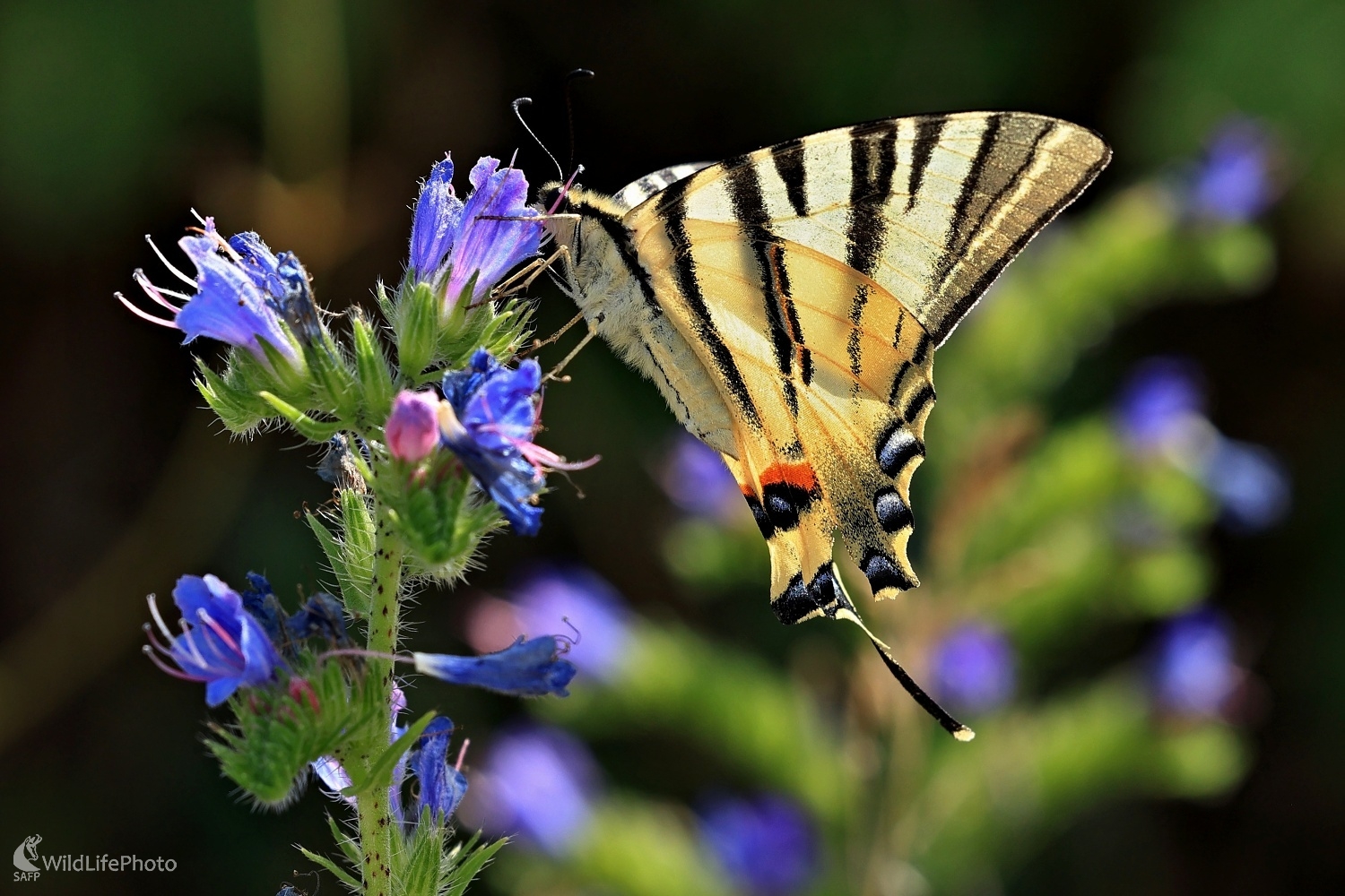 Vidlochvost ovocný (Maroš Detko)