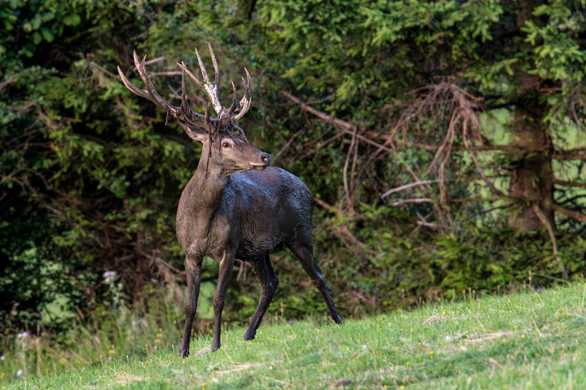 Vytĺkanie (Tomáš Smutný)