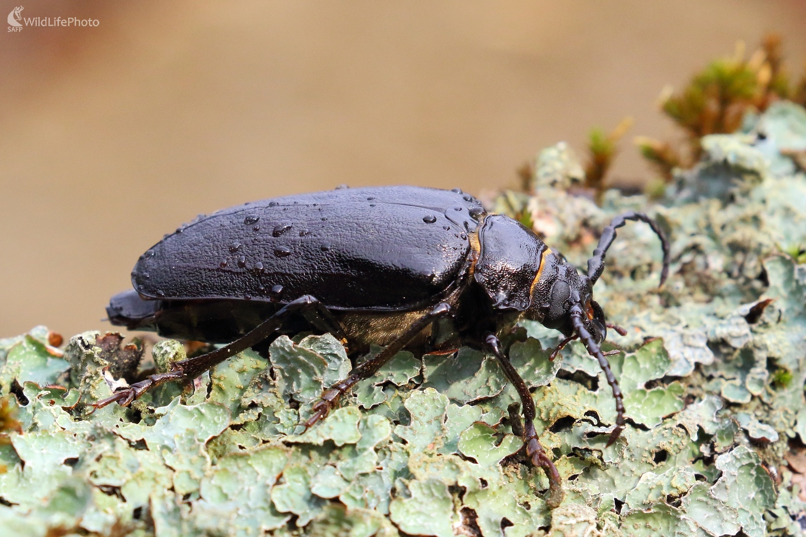 Titán hmyzej ríše (Vladimír Michalec)