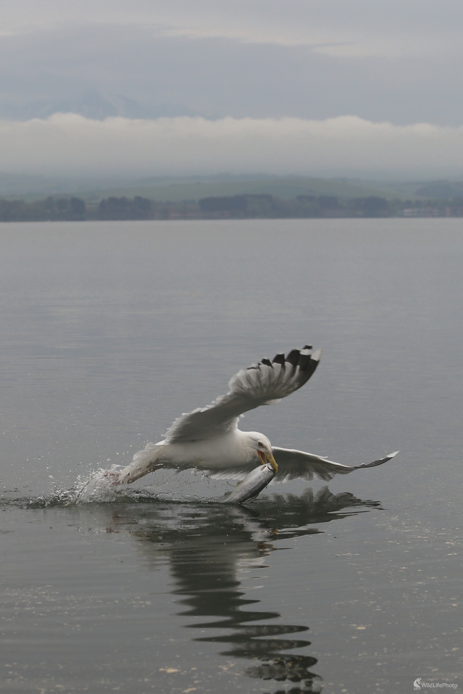 Perfektný lovec... (Jaroslav Šubjak)