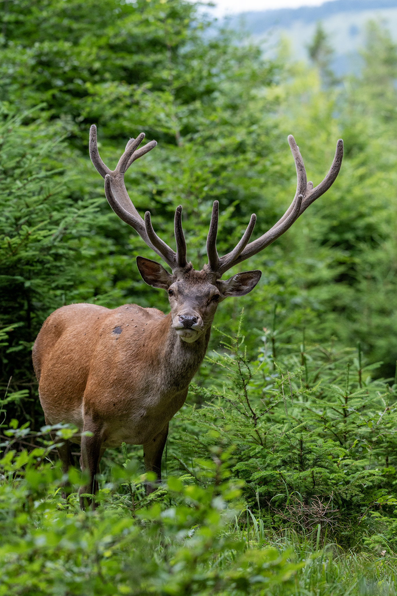 V rúbanisku  (Tomáš Smutný)