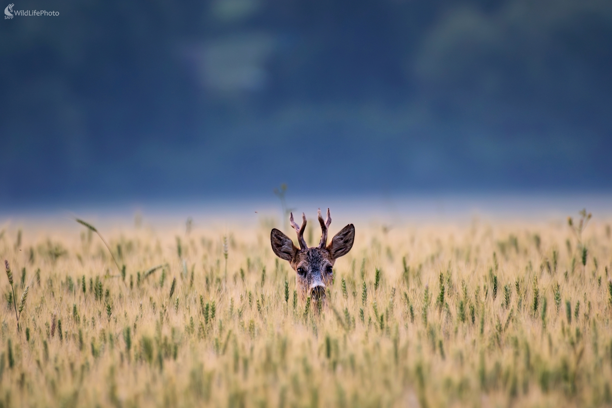 V obilí (František Hromada)