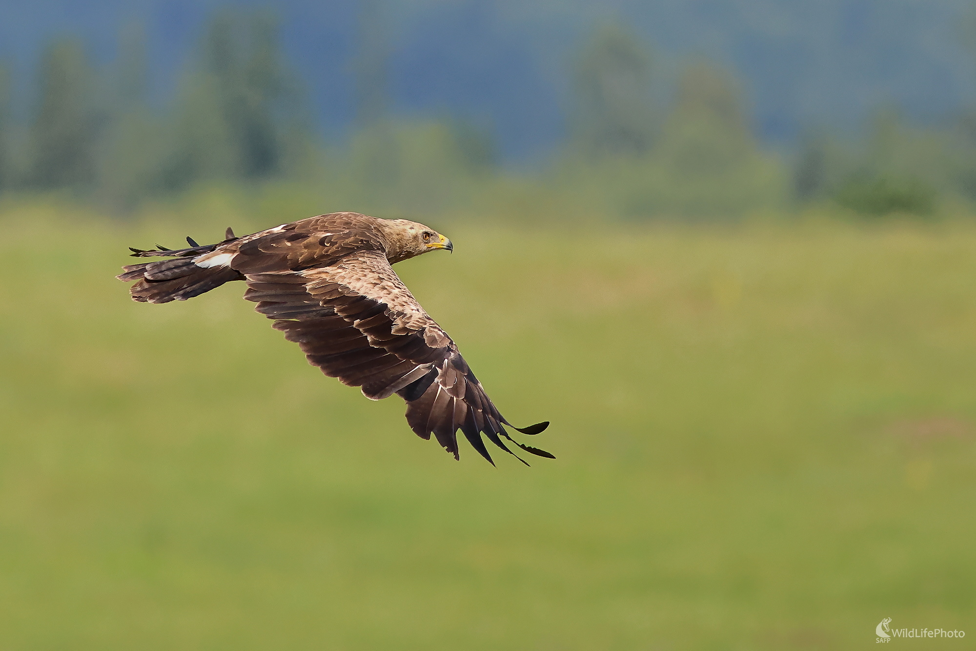 Orol skalný (Ladislav Dzivjak)
