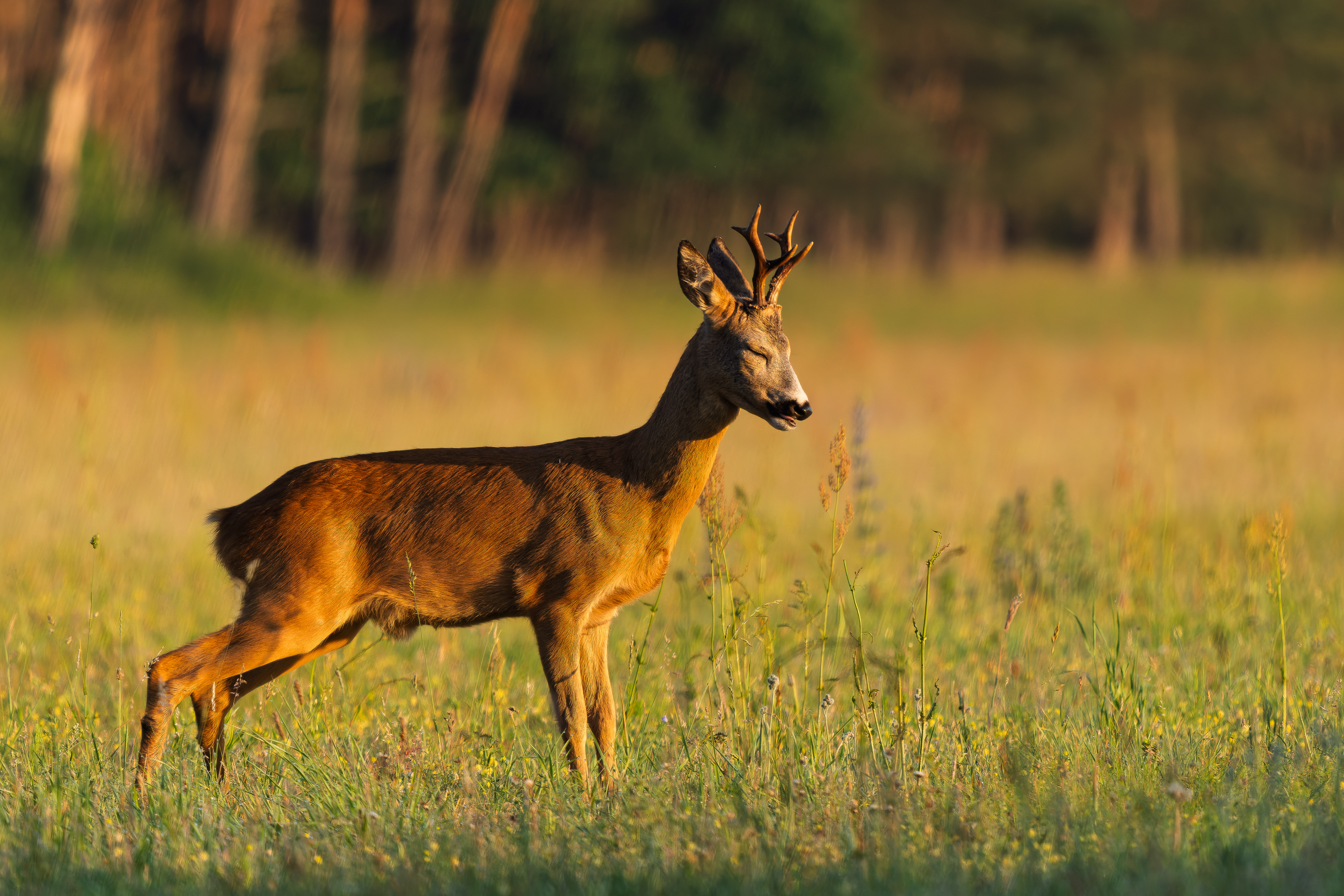 Užíval si prvé ranné lúče (Rasťo  Megyessi)