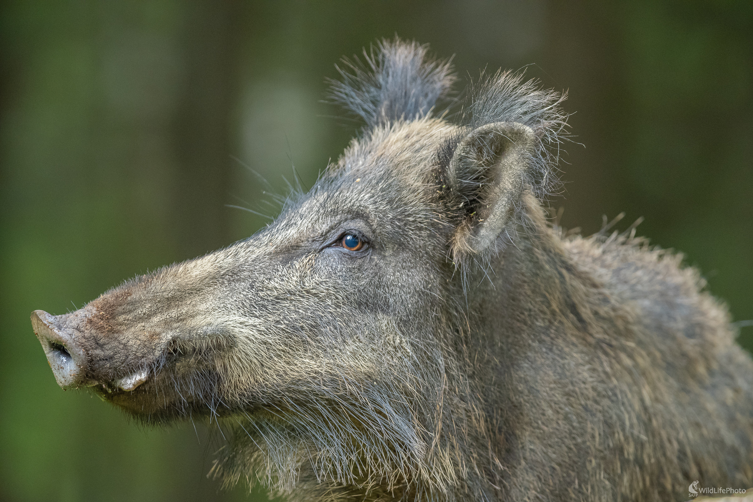 Profilovka. (Stanislav Brisuda)