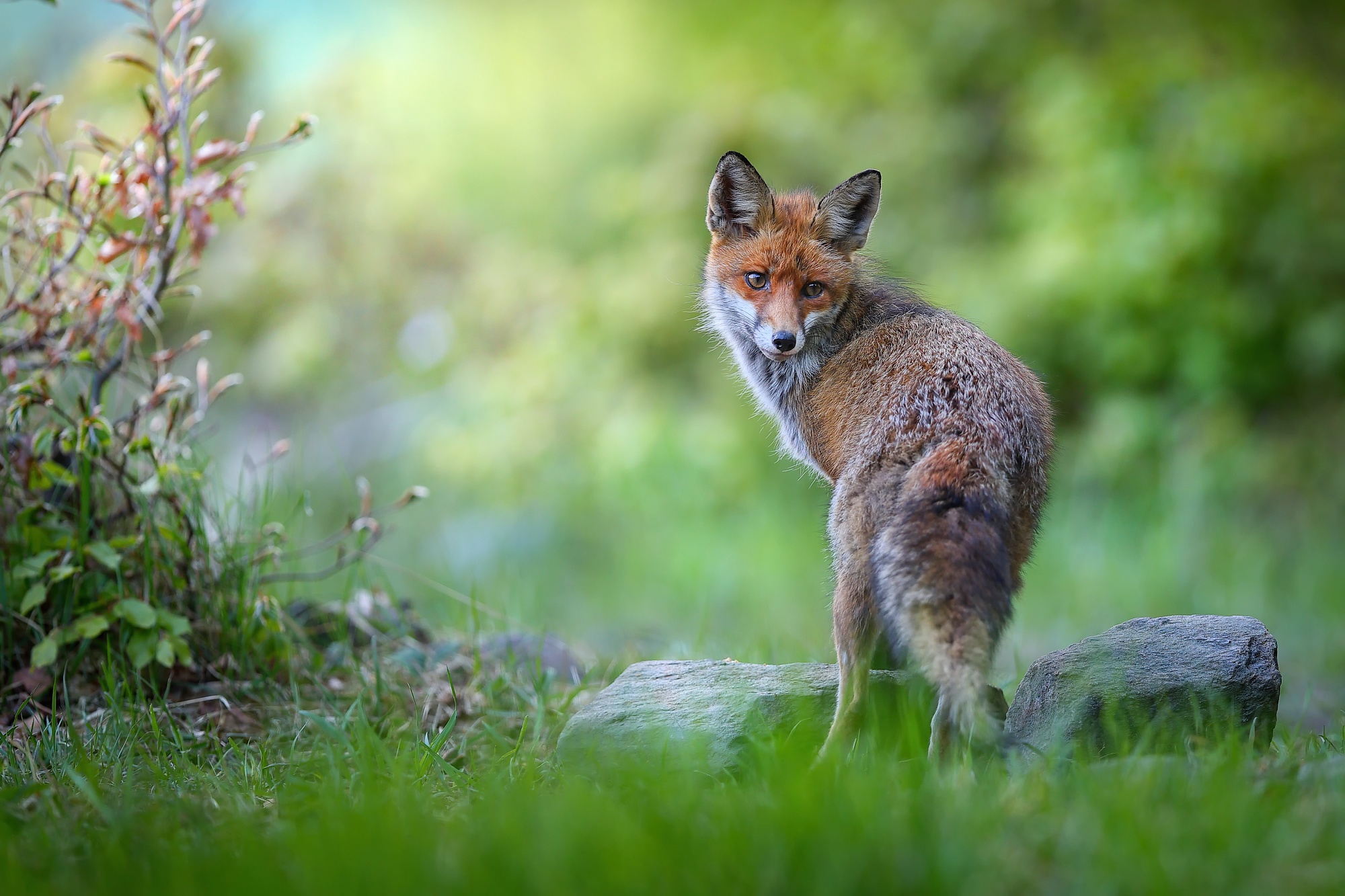 Kmotra (Patrik Rolín)