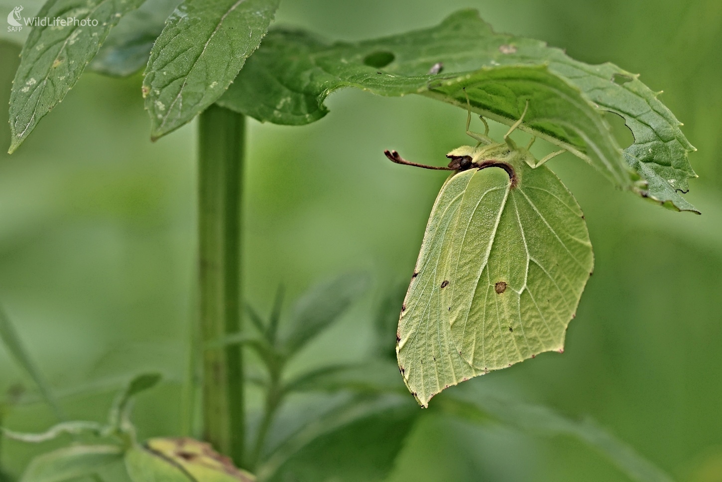Maskovaný (Maroš Detko)