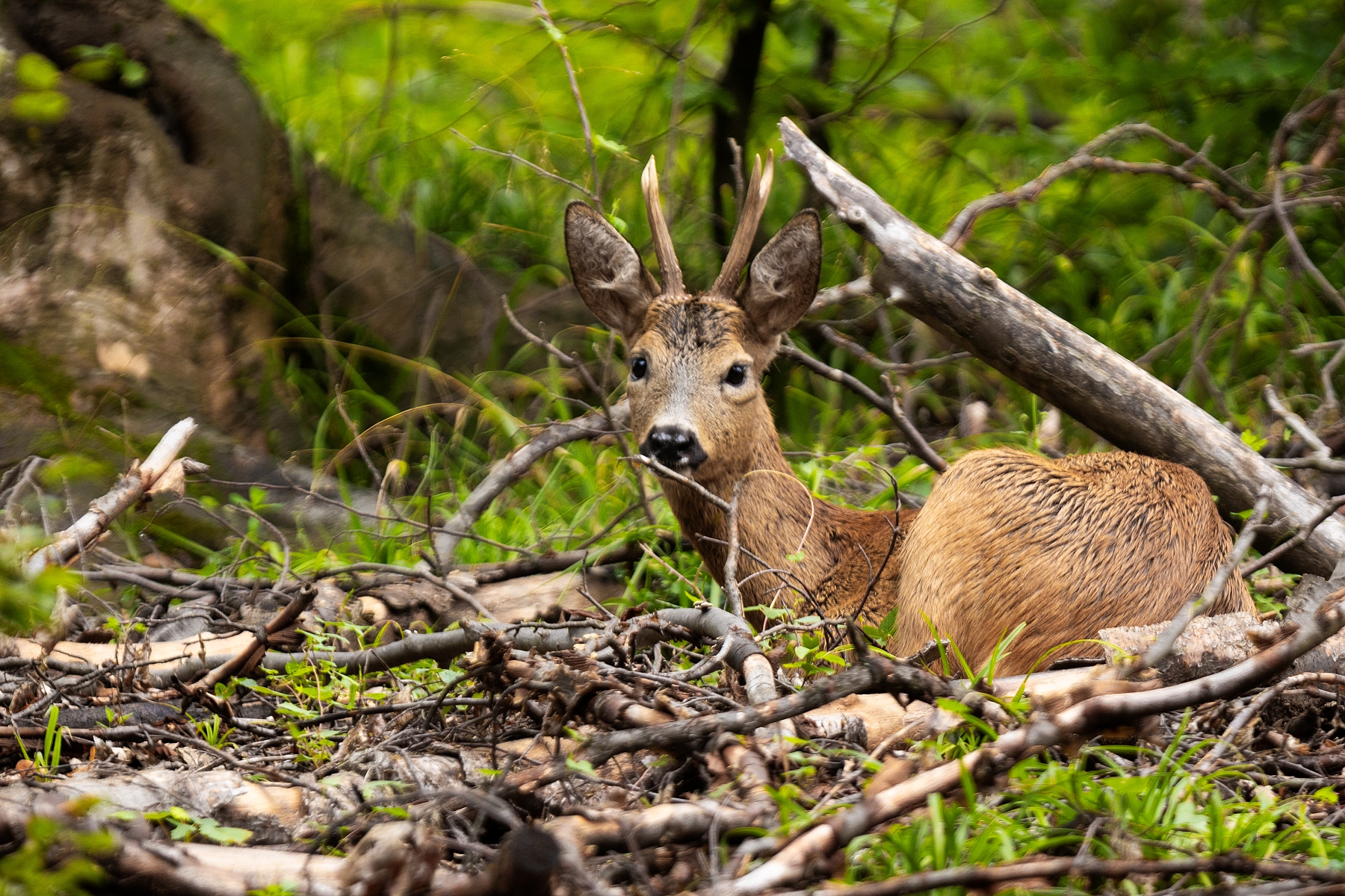 Zalahnuty v krovi (Martin Vondra)