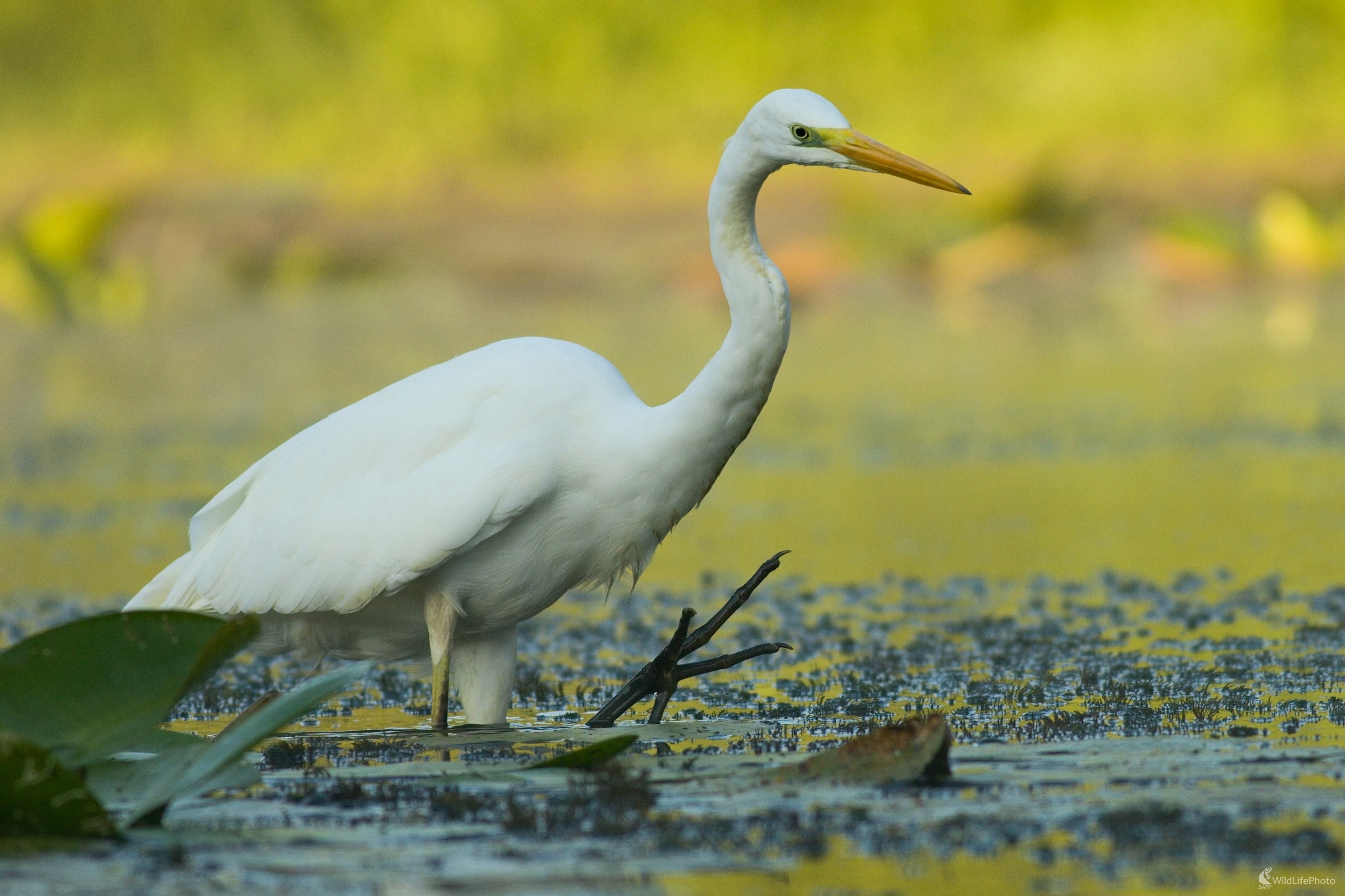 Beluša na love... (Miroslav Vrabel)