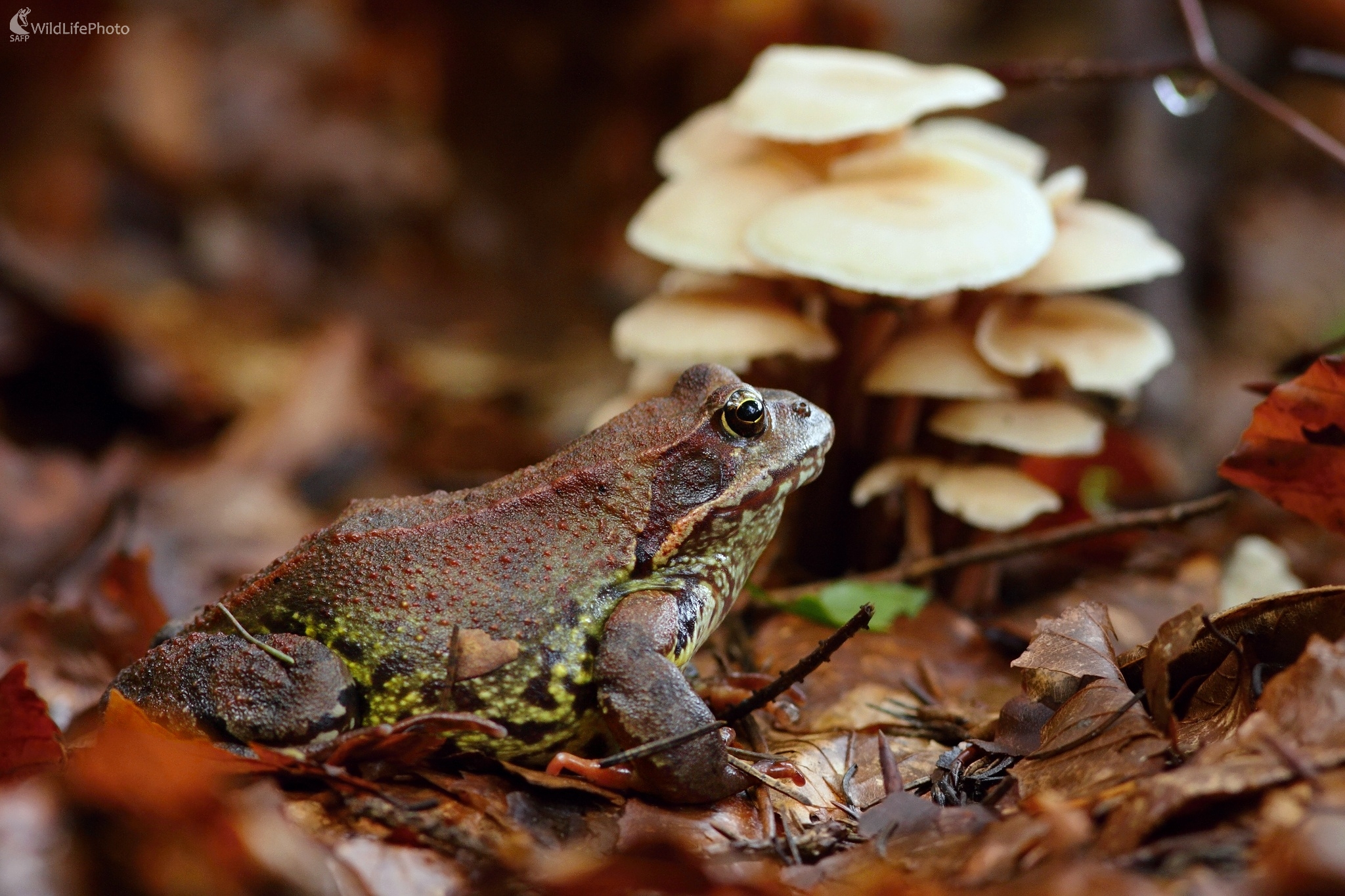 Skokan hnedý (Vladimír Michalec)