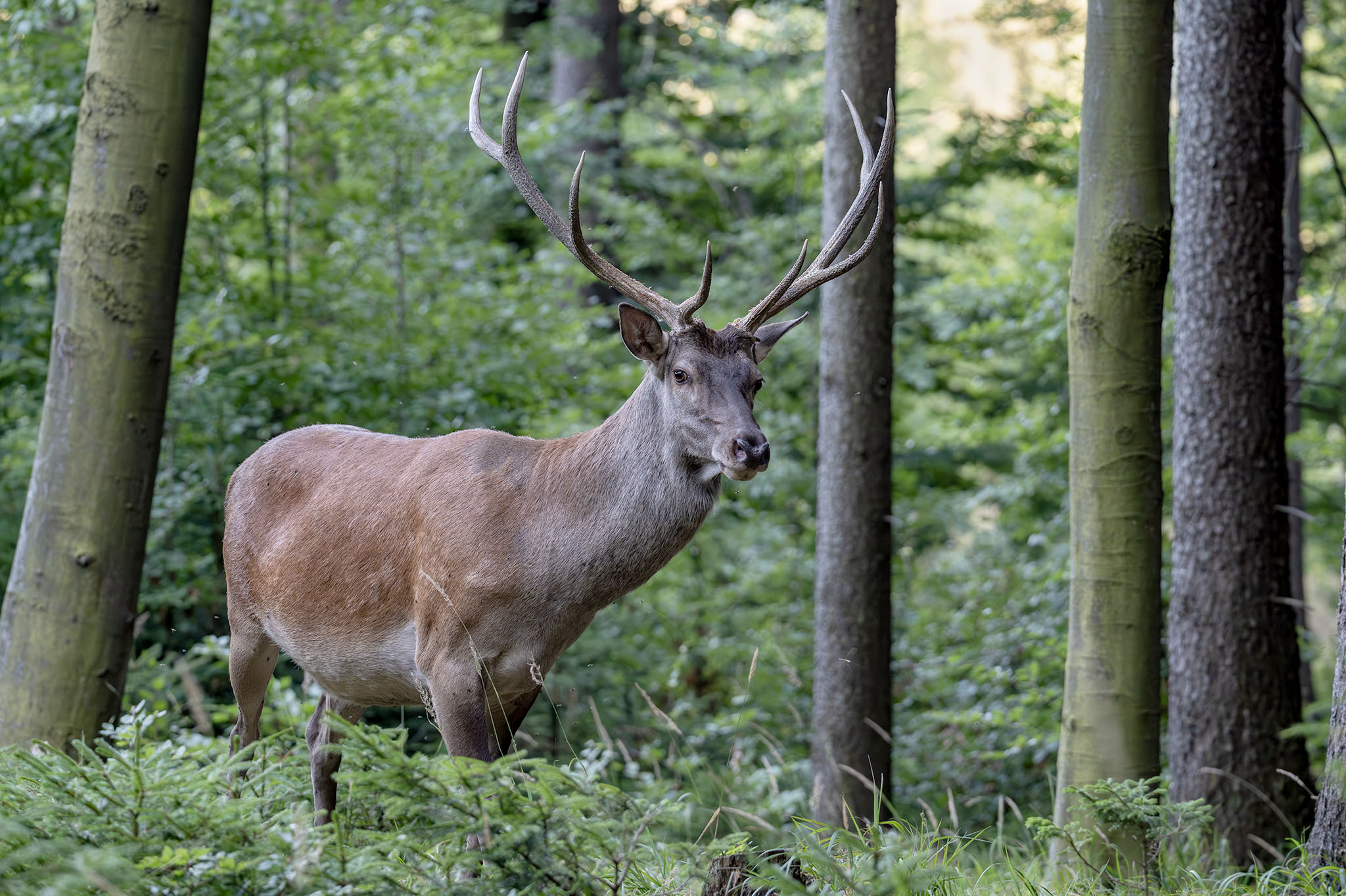 Ukázal sa v plnéj kráse  (Tomáš Smutný)