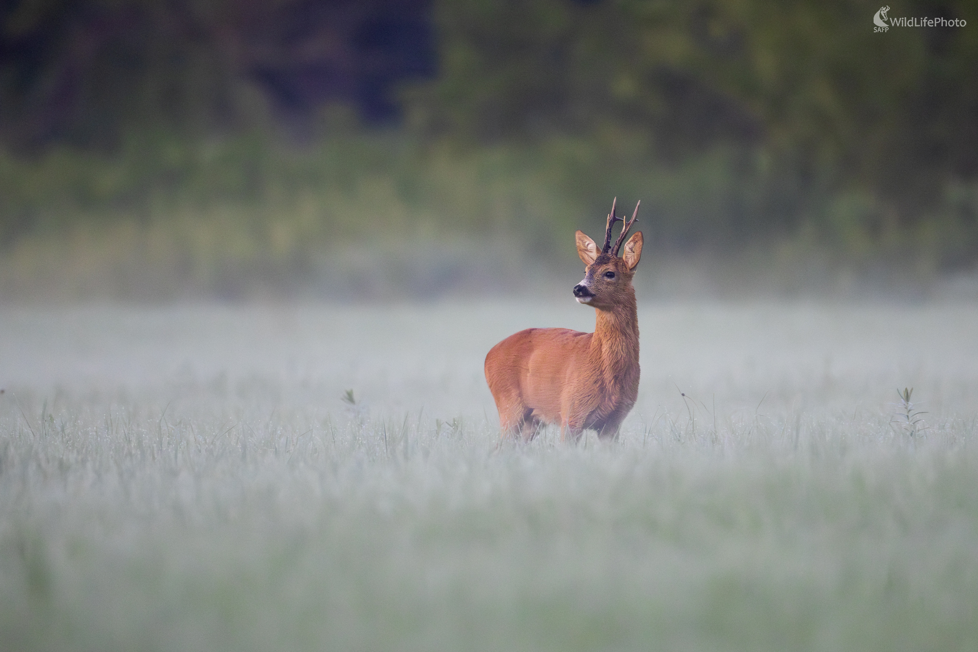 Chladné ráno (Filip Mrocek)