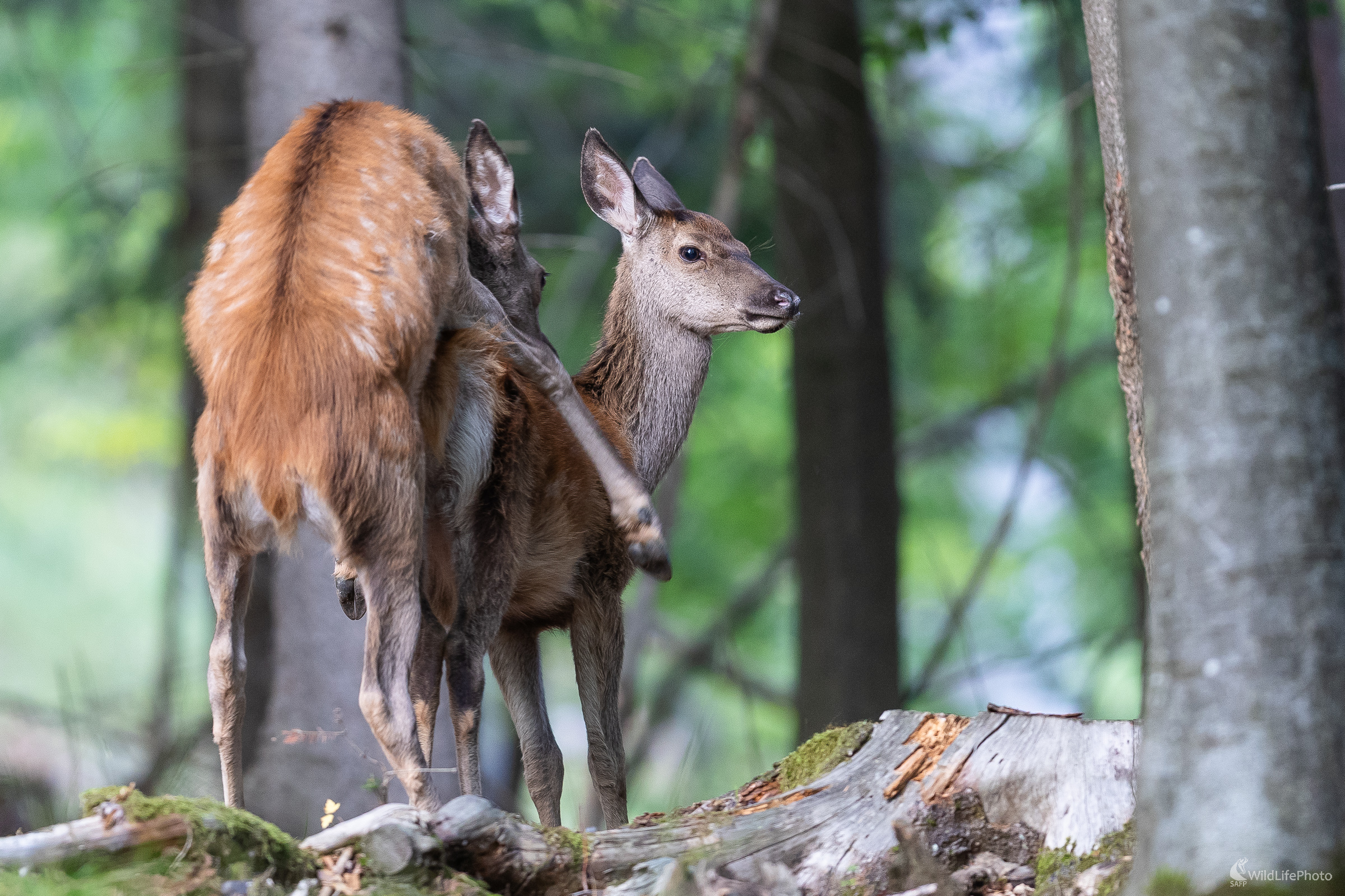 Čo sa za mlada naučíš...  (Stanislav Brisuda)