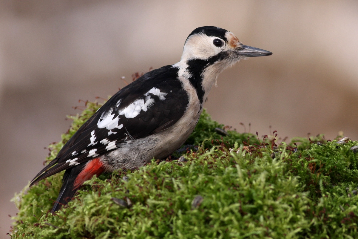 Ďateľ hnedkavý (Dendrocopos syriacus) (Martin Šabík)