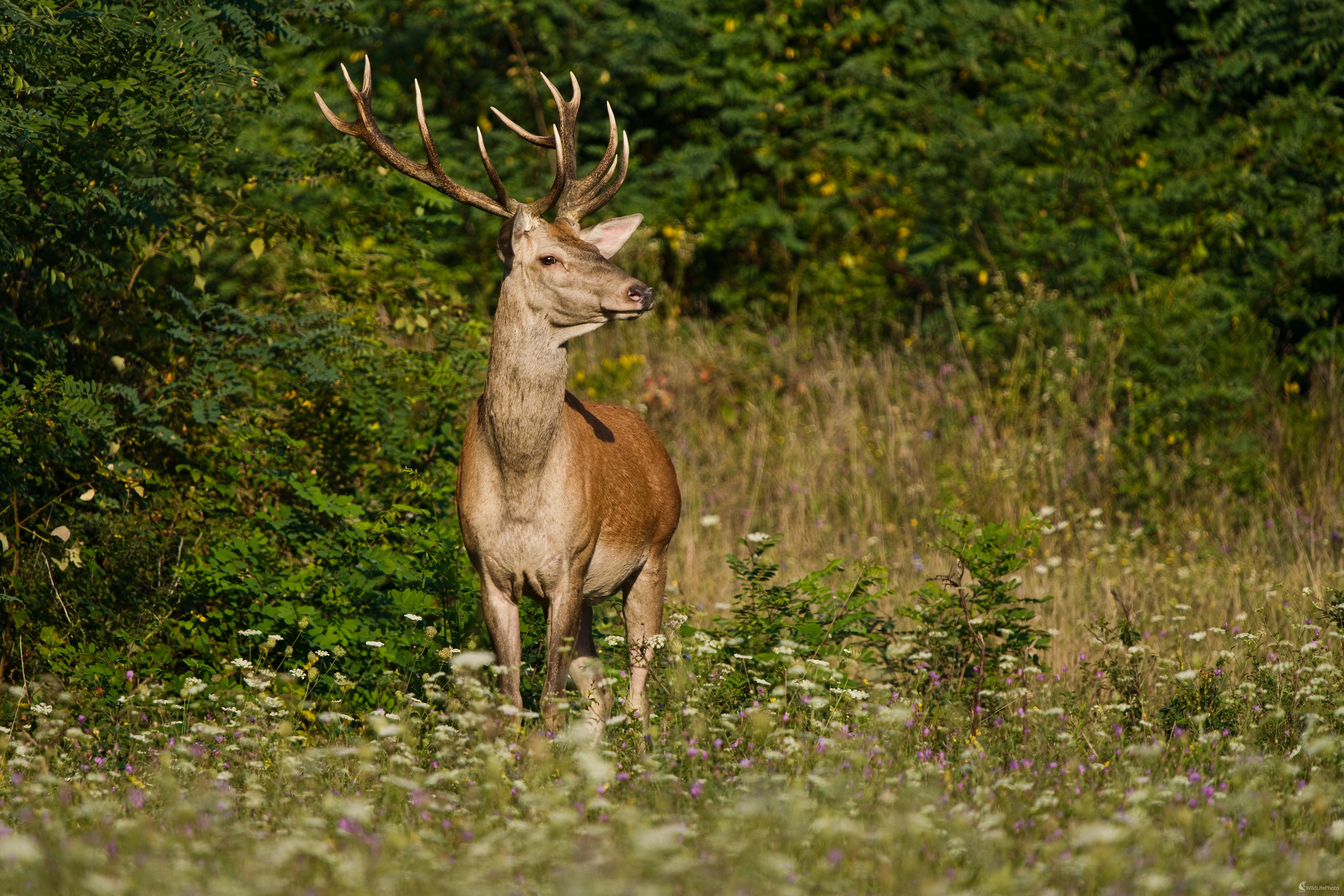 jeleň lesný (Milan Fuňák)