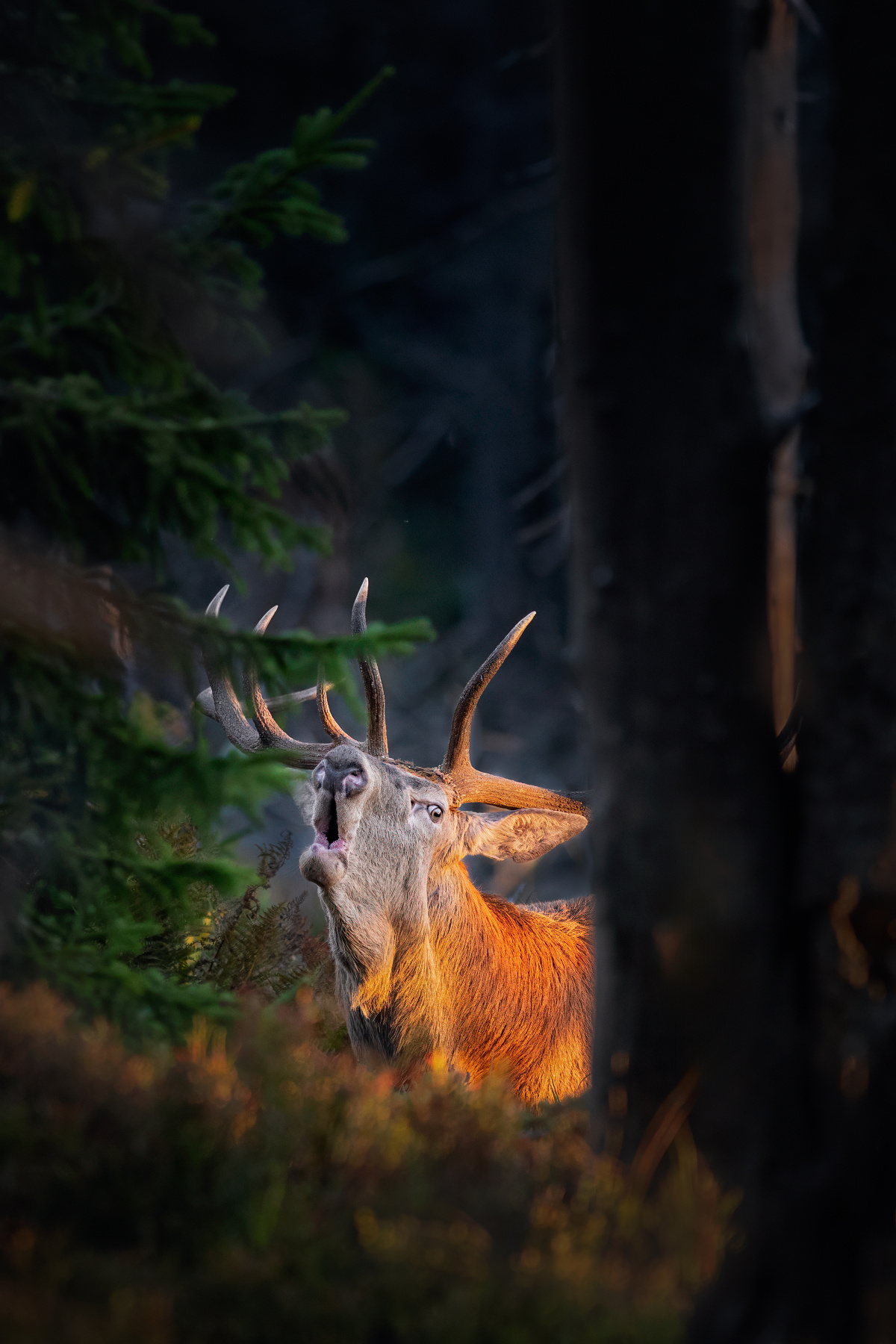 Slnečný kráľ (Miroslav Ondruš)