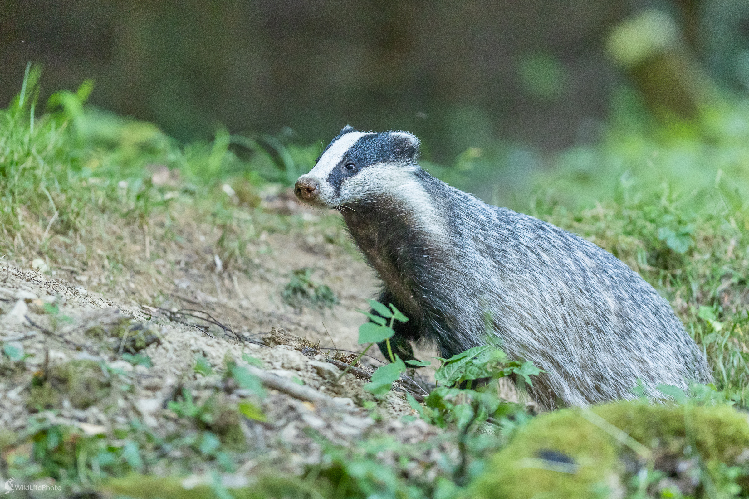 Nočný tulák. (Stanislav Brisuda)