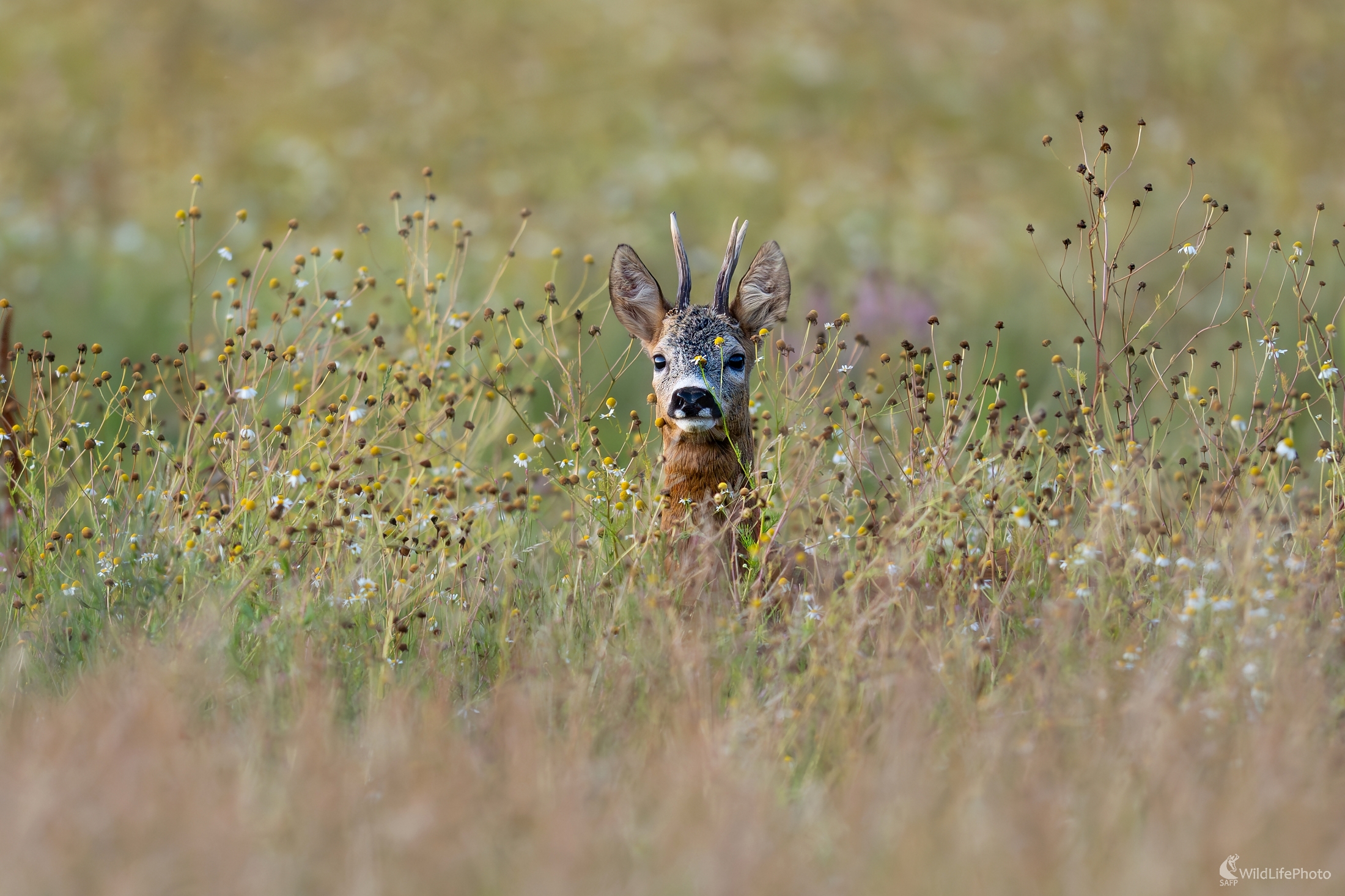 "Harmančekový" (František Hromada)