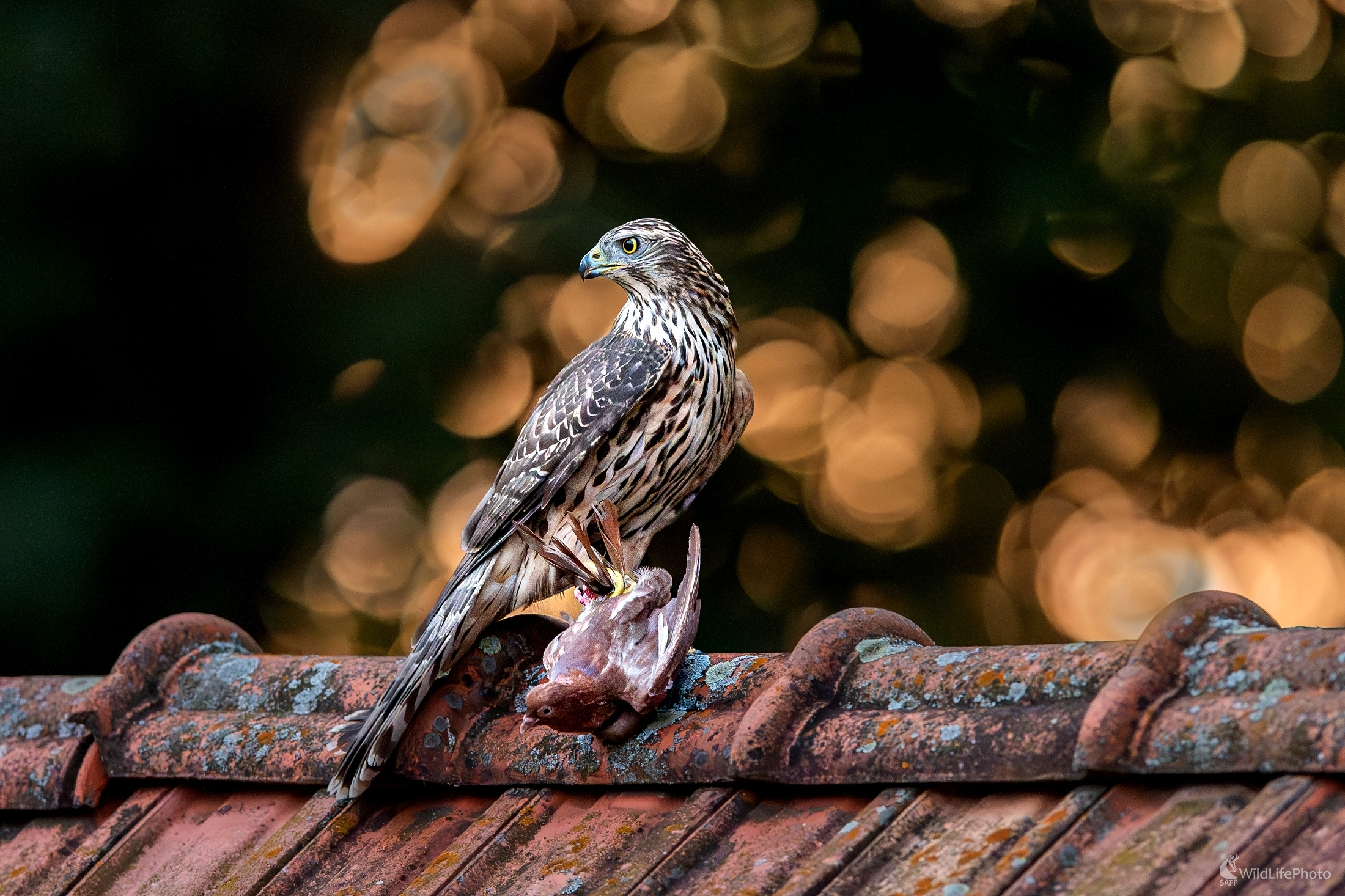 Jeden víťaz, jeden porazený (František Hromada)