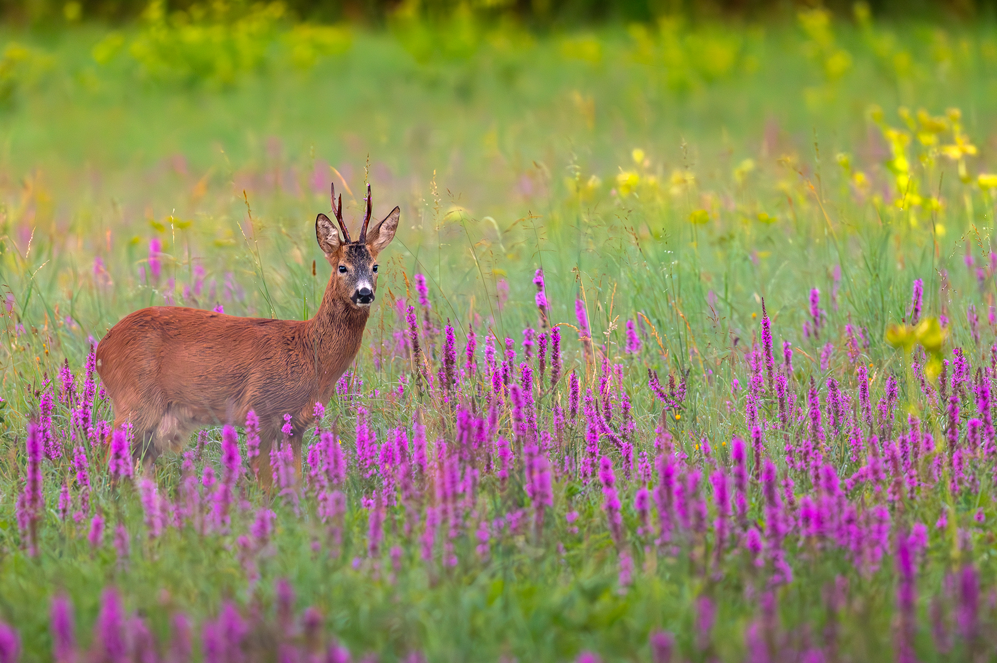 v  lúčných kvetinách.... (Tomáš Smutný)