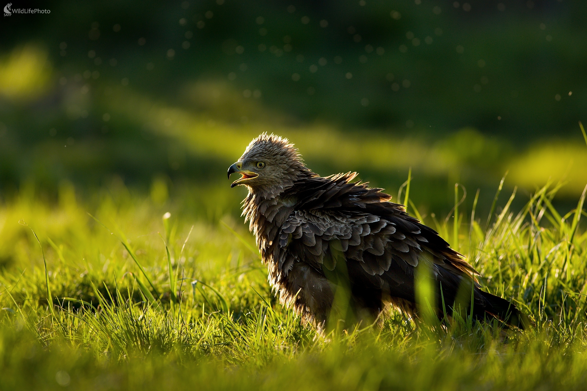 Napätie (Ladislav Dzivjak)