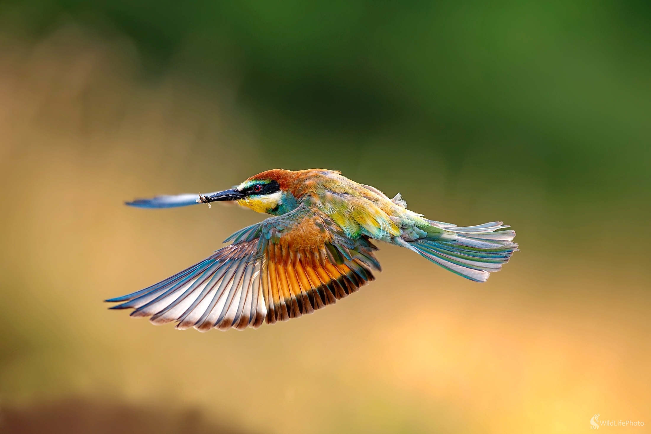 "Zásobovanie" (František Hromada)