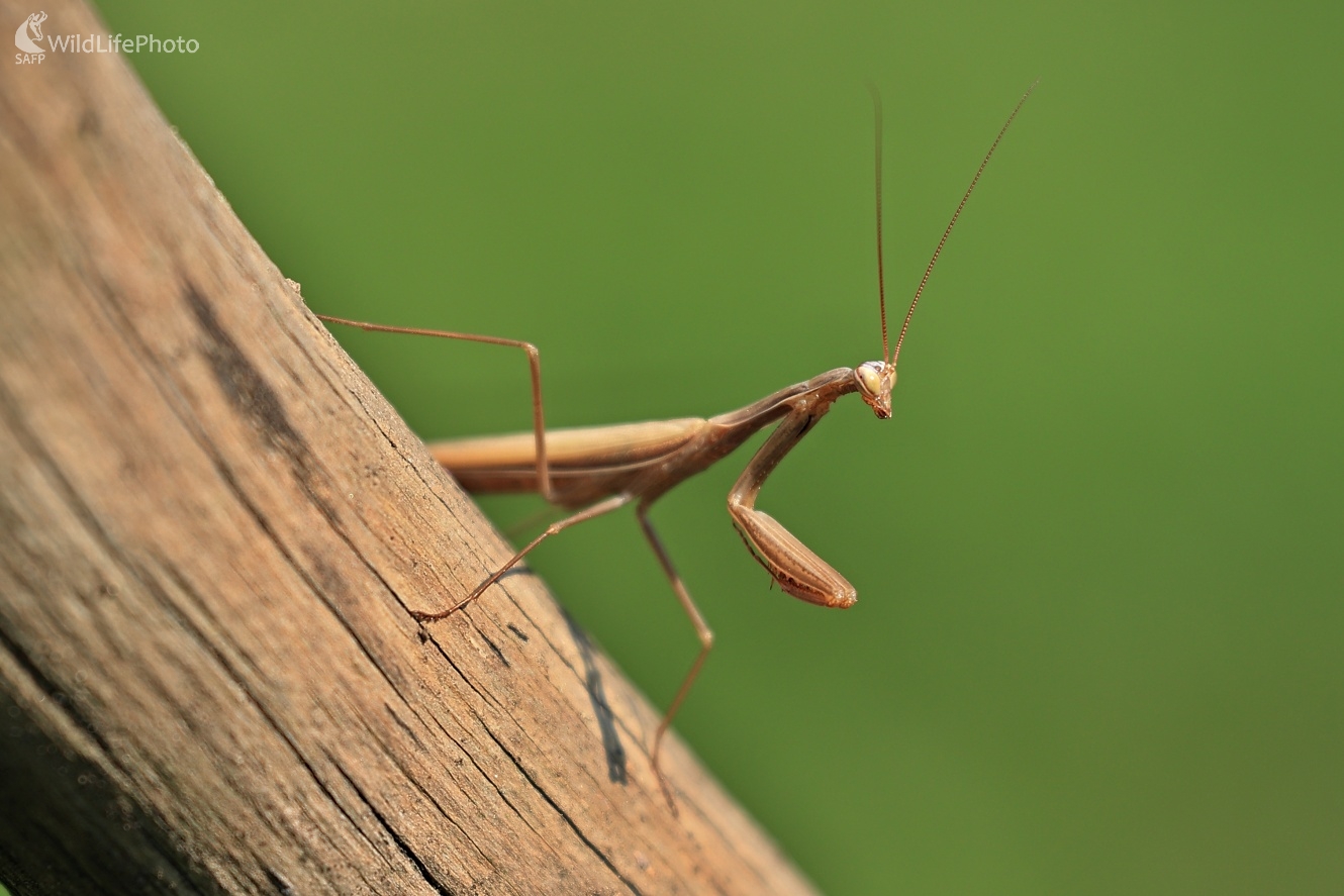 Modlivka (Maroš Detko)